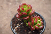 Sedum lucidum 'obesum' (w/pup)(E26)