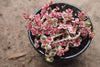 Sedum Spurium Tricolor