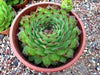 Sempervivum tectorum 'Sunset' [Giant form] (M)(A33)