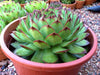 Sempervivum tectorum 'Sunset' [Giant form] (M)(A33)
