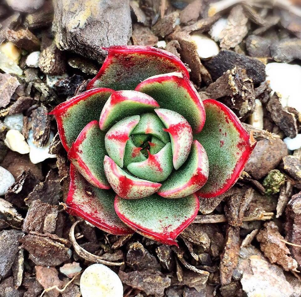 Echeveria purpusorum 'Shamrock'