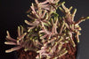 Crassula muscosa f. variegata (XS)(bit of root)