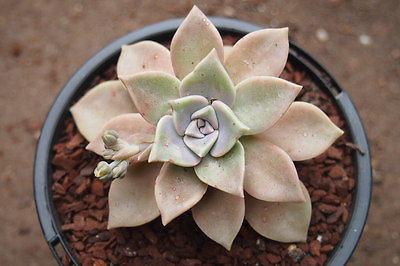 Graptopetalum paraguayense ( Ghost plant ) ( 1 x CUTTING)