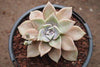 Graptopetalum paraguayense ( Ghost plant ) ( 1 x CUTTING)