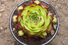 Sempervivum tectorum 'Sunset' [Giant form] (M)(A33)