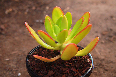 Sedum 'Praealtum'