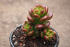 Sedum lucidum 'obesum' (w/pup)(E26)