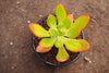 Sedum 'Praealtum'