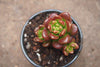 Sedum lucidum 'obesum' (w/pup)(E26)