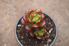 Sedum lucidum 'obesum' (w/pup)(E26)