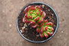 Sedum lucidum 'obesum' (w/pup)(E26)