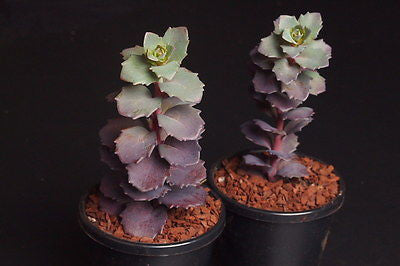 Sedum 'Bertram Anderson'