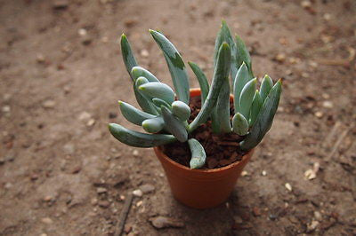 Senecio mandraliscae 'Blue Chalk Sticks'  (S)