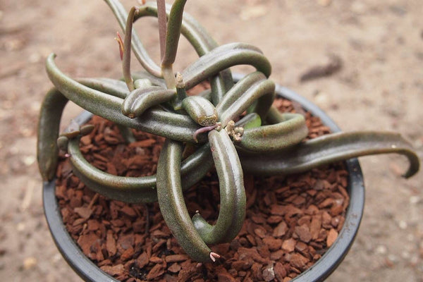 Kalanchoe 'Black Widow' (TOP CUT)