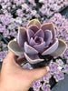 Echeveria gibbiflora 'Purple Pearl'