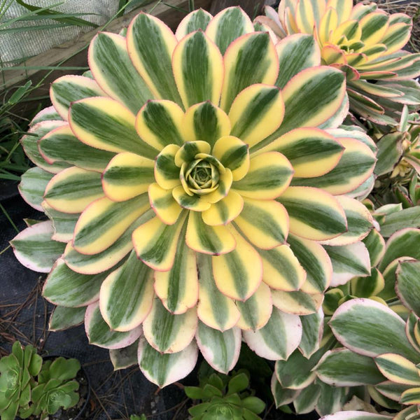 Aeonium arboreum 'Sunburst'