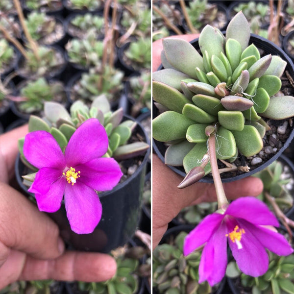 Anacampseros telephiastrum