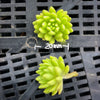 Sedum hirsutum ssp. Baeticum (SET OF 3 x CUTTING)