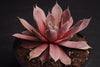Sempervivum 'Rubrum Ray'