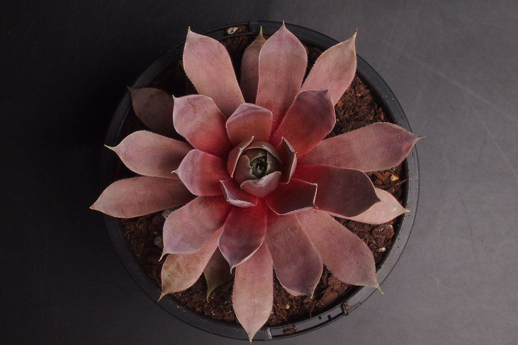 Sempervivum 'Rubrum Ray'