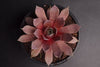 Sempervivum 'Rubrum Ray'