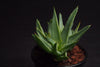 Aloe 'Walmsleys Blue' ( 1x CUTTING)