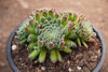 Sempervivum 'Hairy Ball'