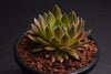 Sempervivum 'Bronze Pastel' (P/C)