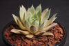 Sempervivum 'Thunder' (XS)