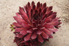 Sempervivum 'Pacific Red Rose'