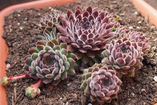 Sempervivum 'Pink Puff' – LET LOVE GROW (Succulent & Cactus)