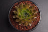 Sempervivum 'Bronze Pastel' (P/C)