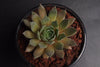 Sempervivum 'Thunder' (XS)