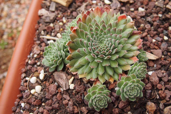 Sempervivum 'Pink Puff' – LET LOVE GROW (Succulent & Cactus)