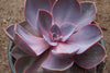Echeveria gibbiflora 'Purple Pearl'