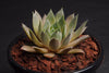 Sempervivum 'Thunder' (XS)