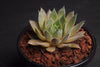 Sempervivum 'Thunder' (XS)
