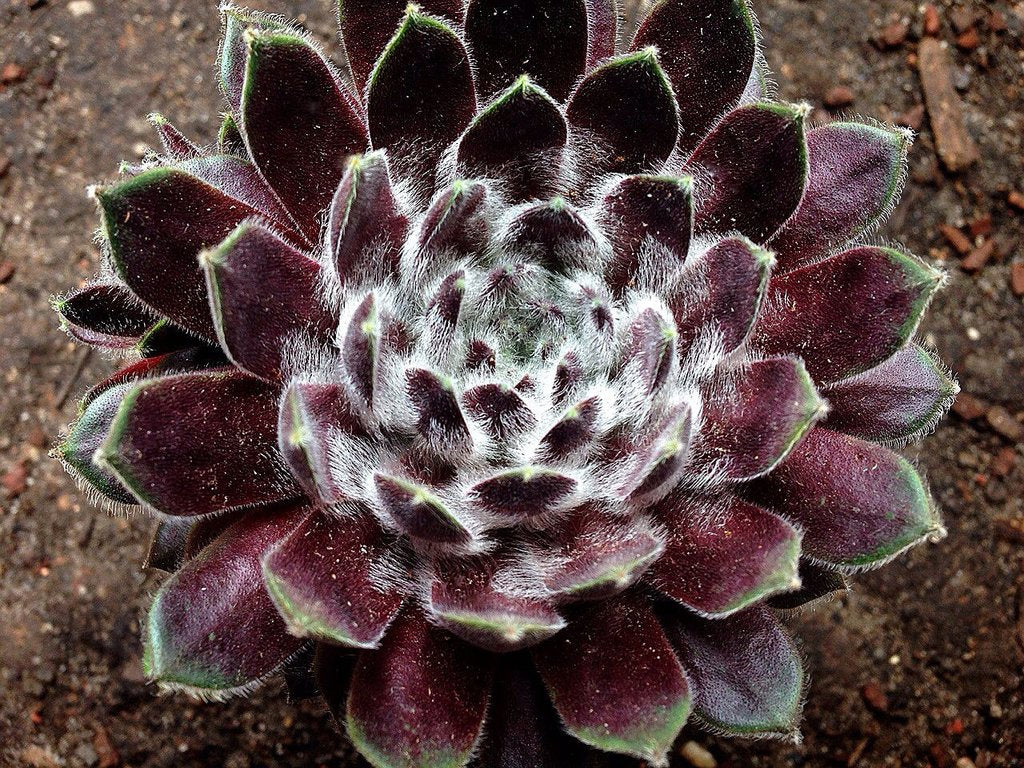 Sempervivum 'Pacific Feather Power'