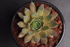 Sempervivum 'Thunder' (XS)