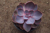 Echeveria gibbiflora 'Purple Pearl'