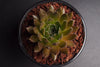 Sempervivum 'Bronze Pastel' (P/C)