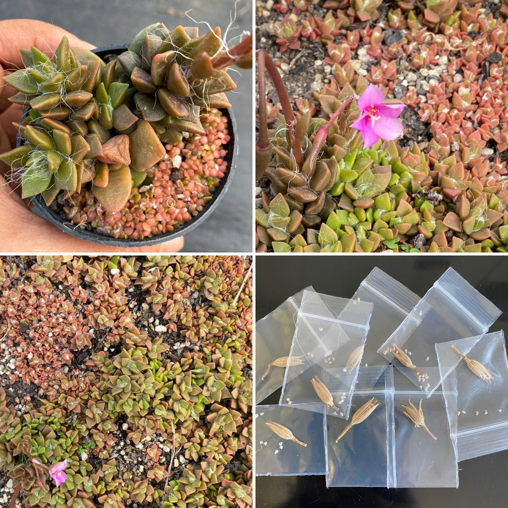 [SEED CAPSULE] Anacampseros marlothii (20+ seeds in one capsule)