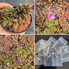 [SEED CAPSULE] Anacampseros marlothii (20+ seeds in one capsule)