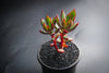 Echeveria 'Globuliflora' (1 x CUTTING)