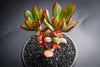 Echeveria 'Globuliflora' (1 x CUTTING)