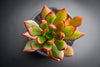 Echeveria 'Globuliflora' (1 x CUTTING)
