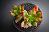 Echeveria 'Globuliflora' (1 x CUTTING)