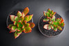 Echeveria 'Globuliflora' (1 x CUTTING)