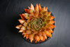Sempervivum 'Bronze Pastel' (P/C)