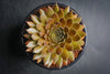 Sempervivum 'Bronze Pastel' (P/C)